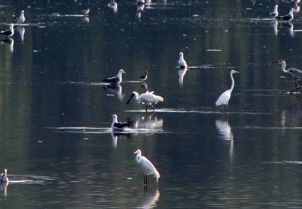 黑脸琵鹭(Platalea minor)
