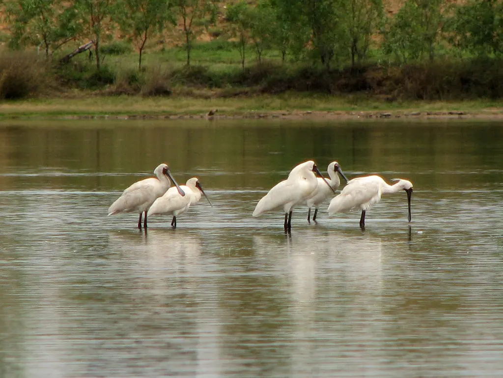 澳洲琵鹭(Platalea regia)