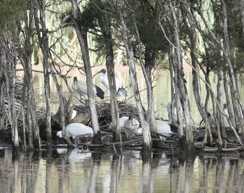 澳洲琵鹭(Platalea regia)