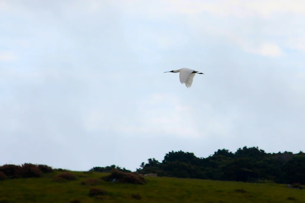 澳洲琵鹭(Platalea regia)