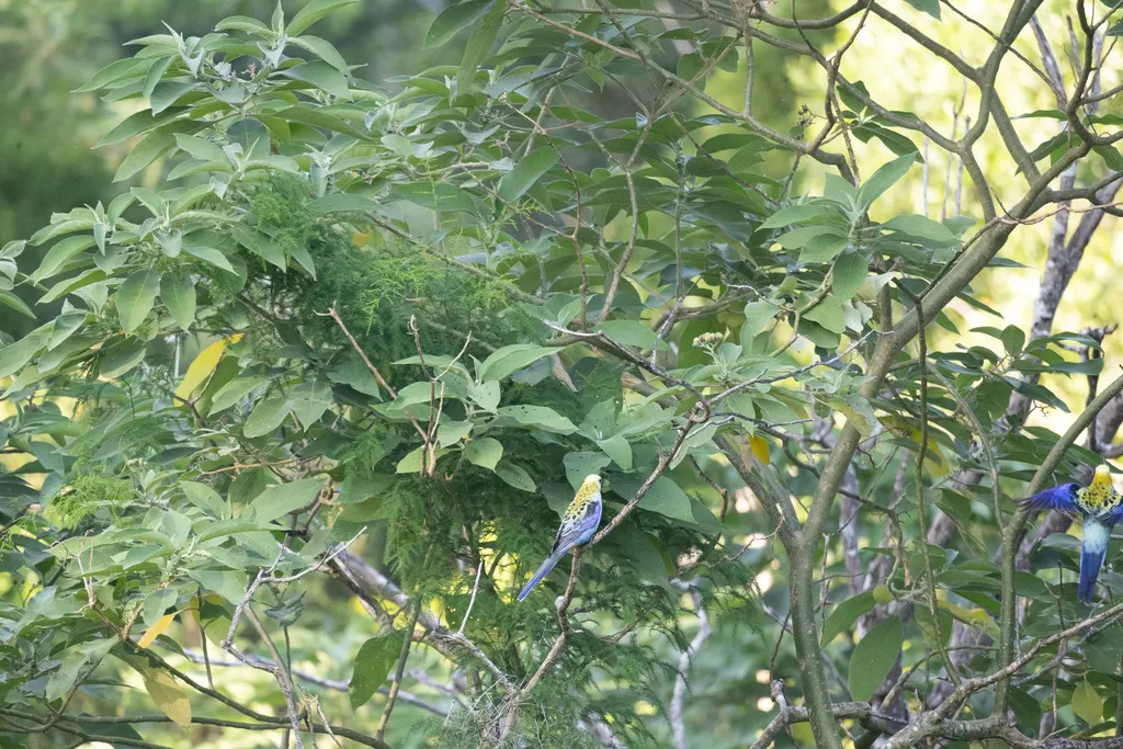 淡头玫瑰鹦鹉(Platycercus adscitus)