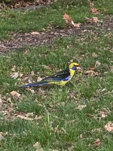绿背玫瑰鹦鹉(Platycercus caledonicus)