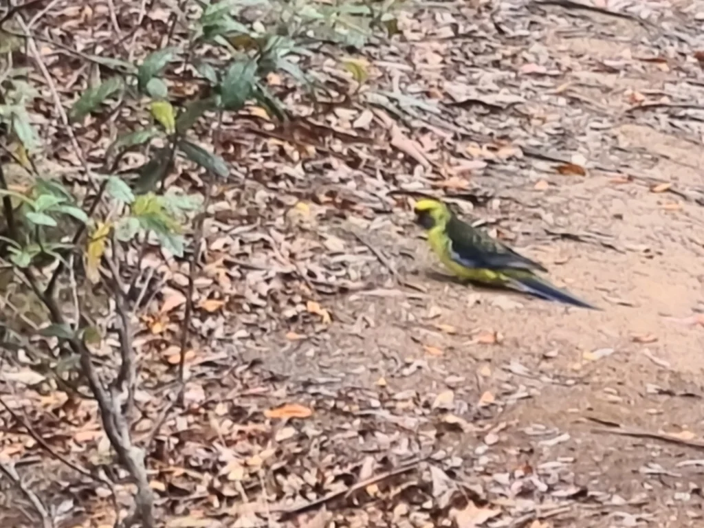 绿背玫瑰鹦鹉(Platycercus caledonicus)