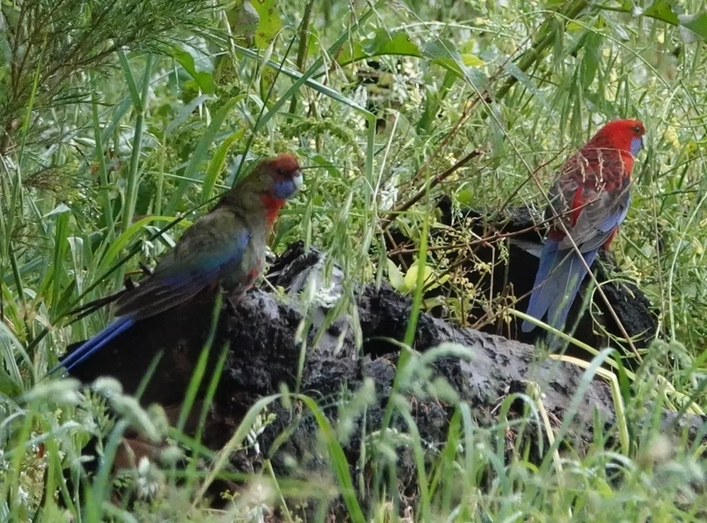 红玫瑰鹦鹉(Platycercus elegans)