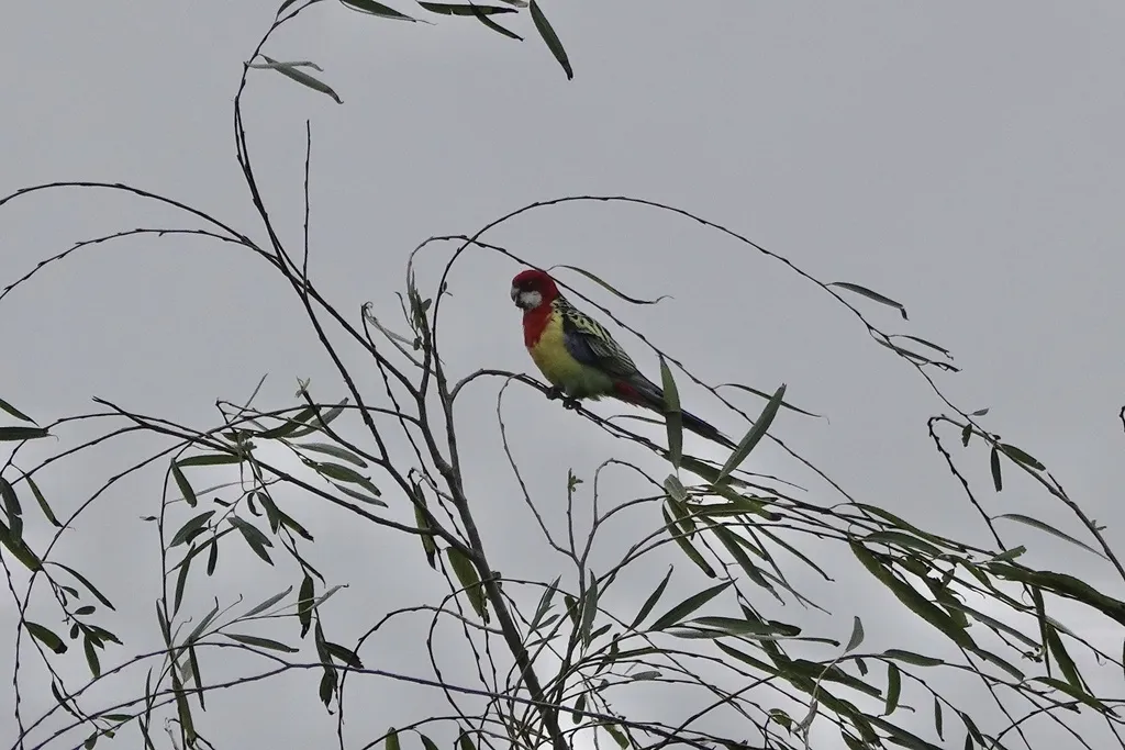 东澳玫瑰鹦鹉(Platycercus eximius)