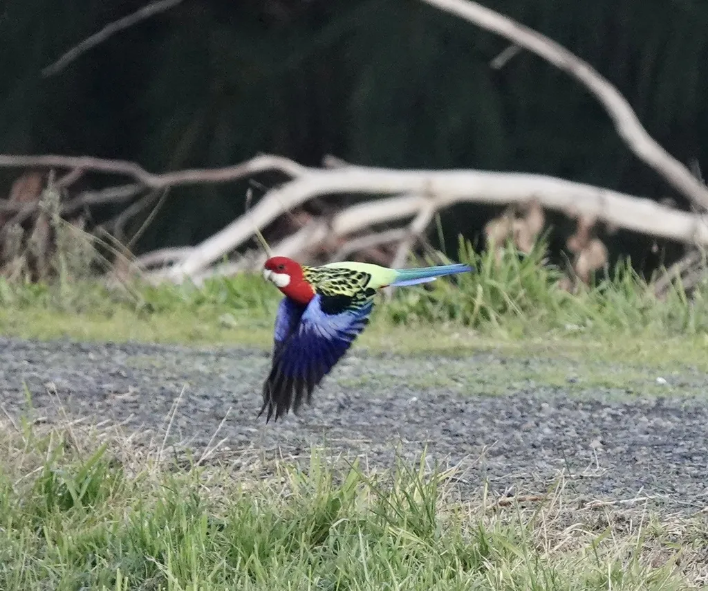 东澳玫瑰鹦鹉(Platycercus eximius)