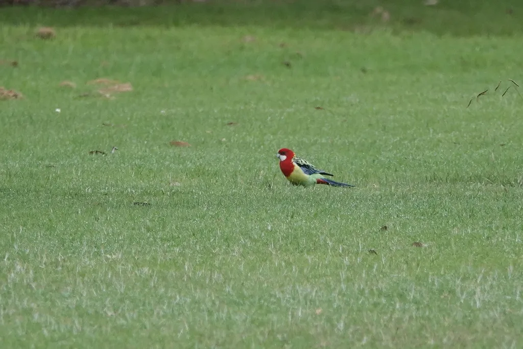 东澳玫瑰鹦鹉(Platycercus eximius)