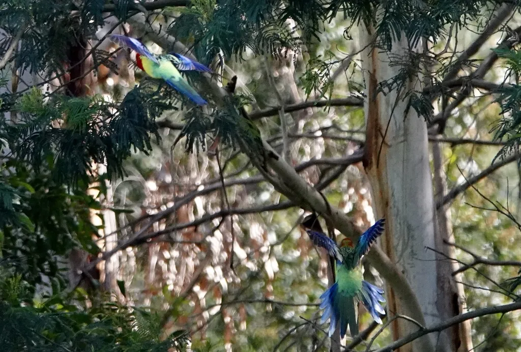 东澳玫瑰鹦鹉(Platycercus eximius)