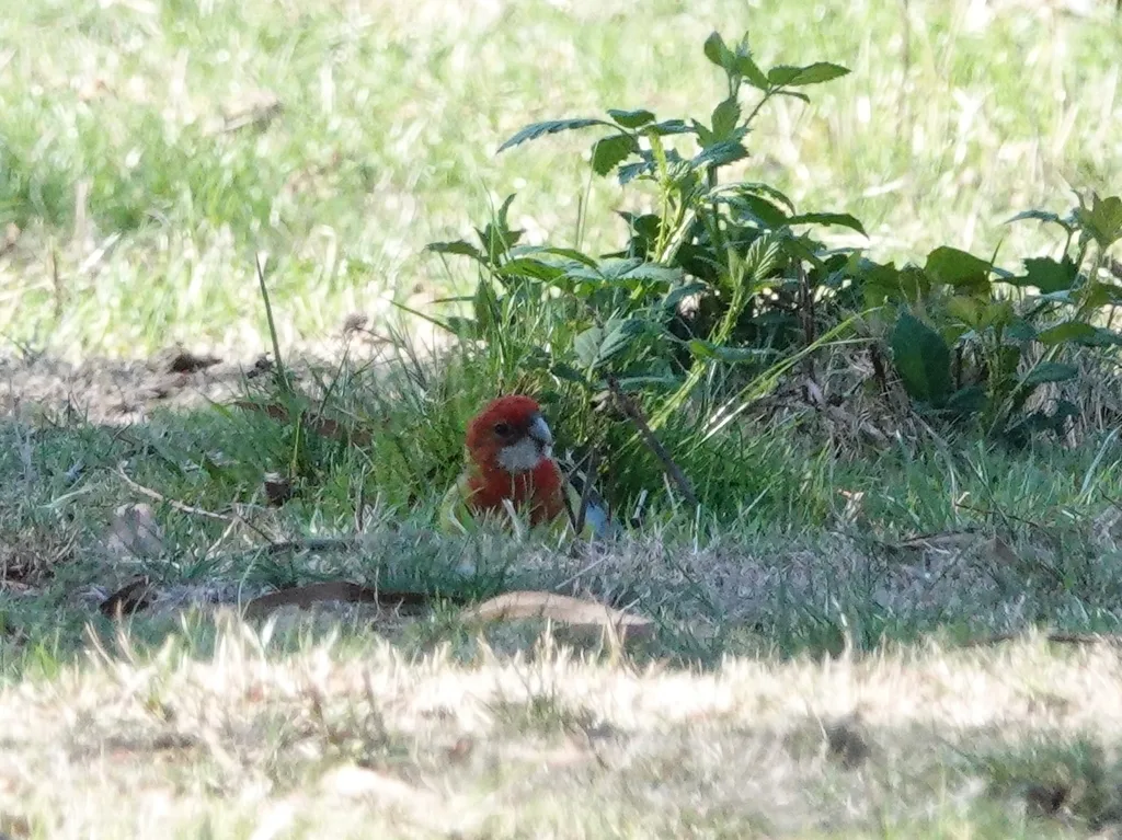 东澳玫瑰鹦鹉(Platycercus eximius)