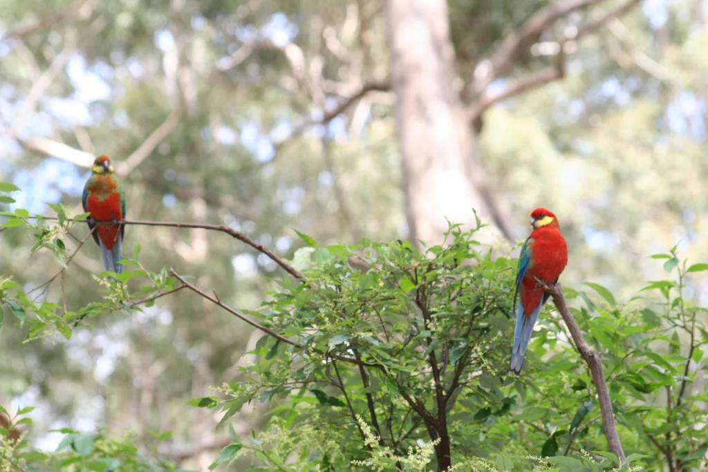 西澳玫瑰鹦鹉(Platycercus icterotis)