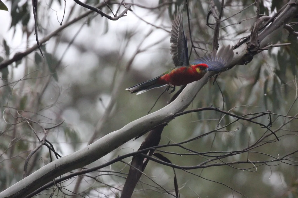 西澳玫瑰鹦鹉(Platycercus icterotis)