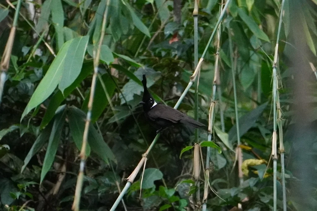 冠鸦(Platylophus galericulatus)