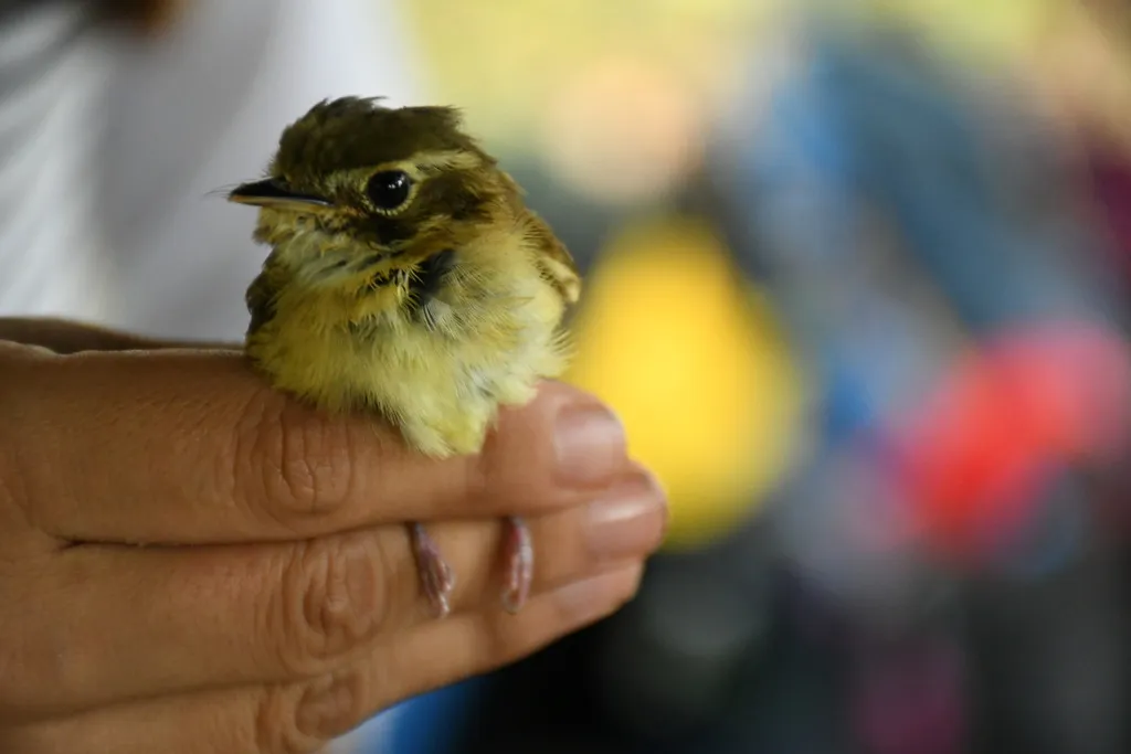 短尾铲嘴雀(Platyrinchus cancrominus)