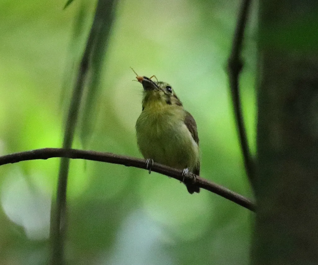金冠铲嘴雀(Platyrinchus coronatus)