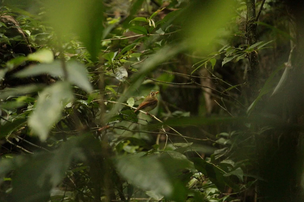 黄褐翅铲嘴雀(Platyrinchus leucoryphus)
