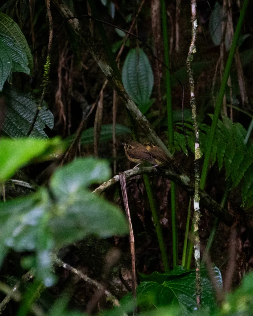 白喉铲嘴雀(Platyrinchus mystaceus)
