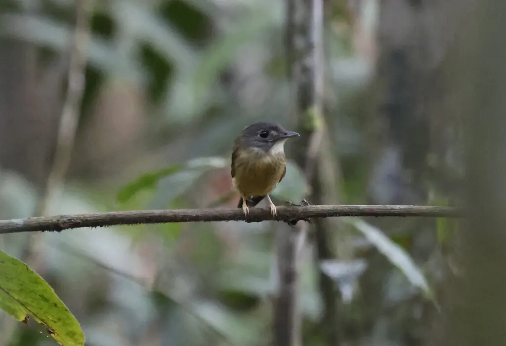 白冠铲嘴雀(Platyrinchus platyrhynchos)
