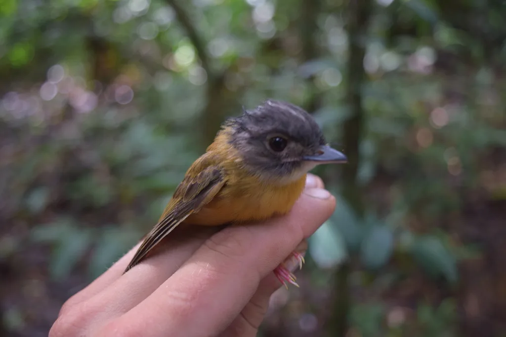 白冠铲嘴雀(Platyrinchus platyrhynchos)