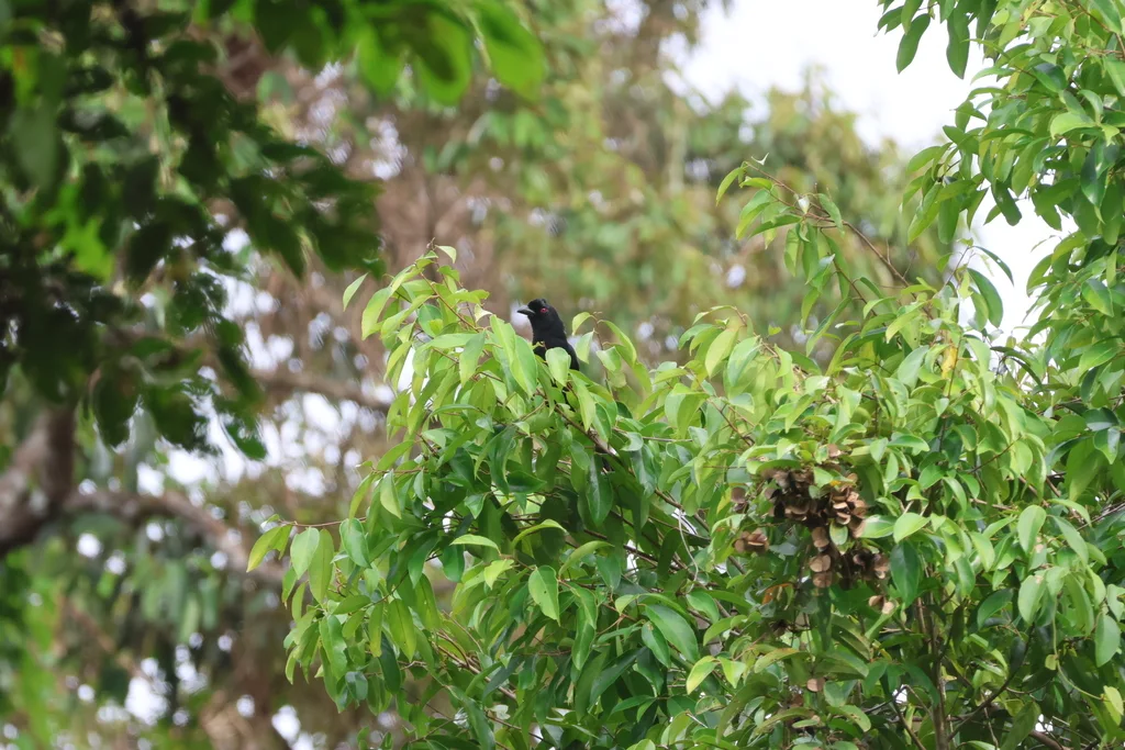 婆罗洲白翅鹊(Platysmurus aterrimus)