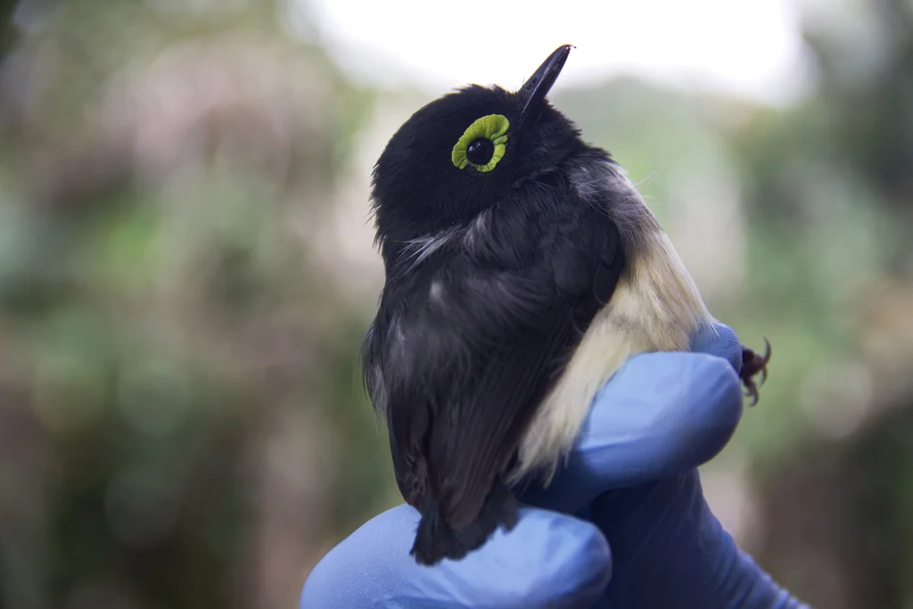 瑞氏疣眼鹟(Platysteira chalybea)