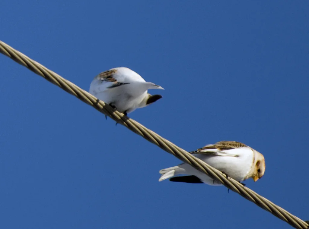 麦氏鹀(Plectrophenax hyperboreus)