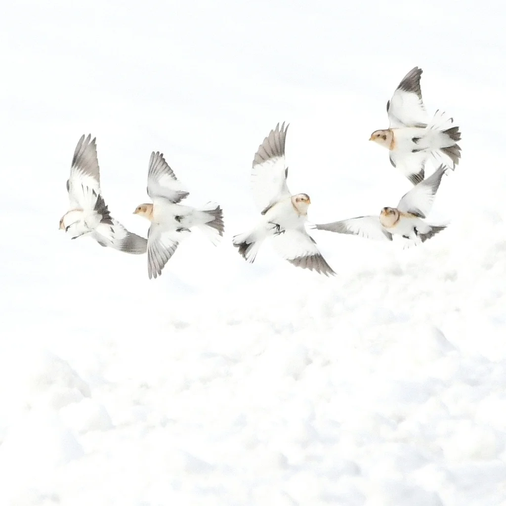 雪鹀(Plectrophenax nivalis)