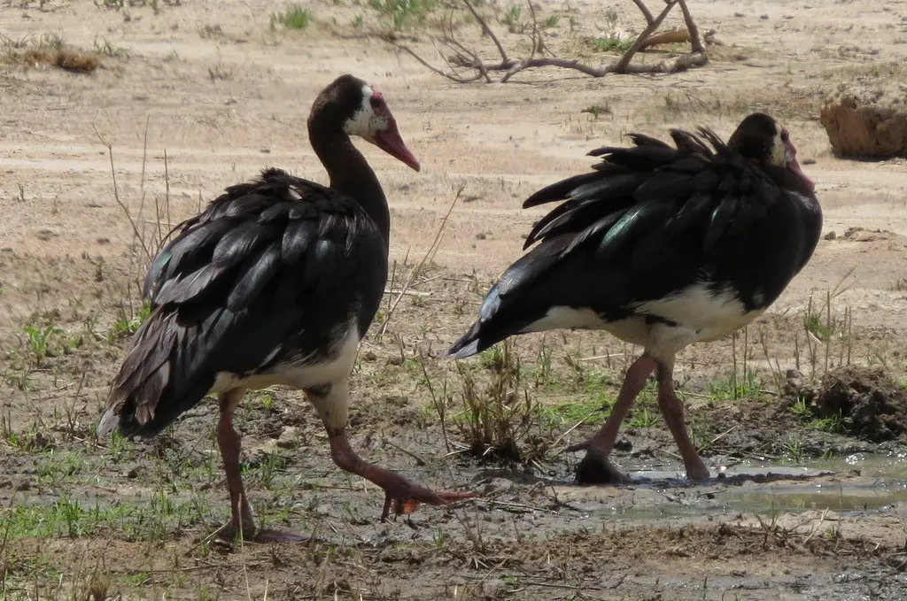 距翅雁(Plectropterus gambensis)