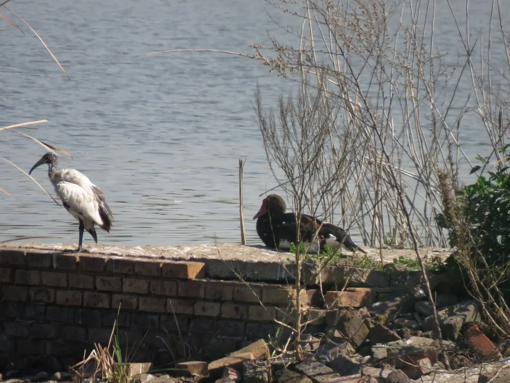 距翅雁(Plectropterus gambensis)