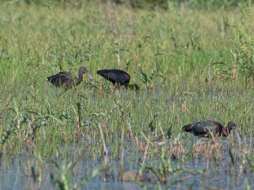彩鹮(Plegadis falcinellus)