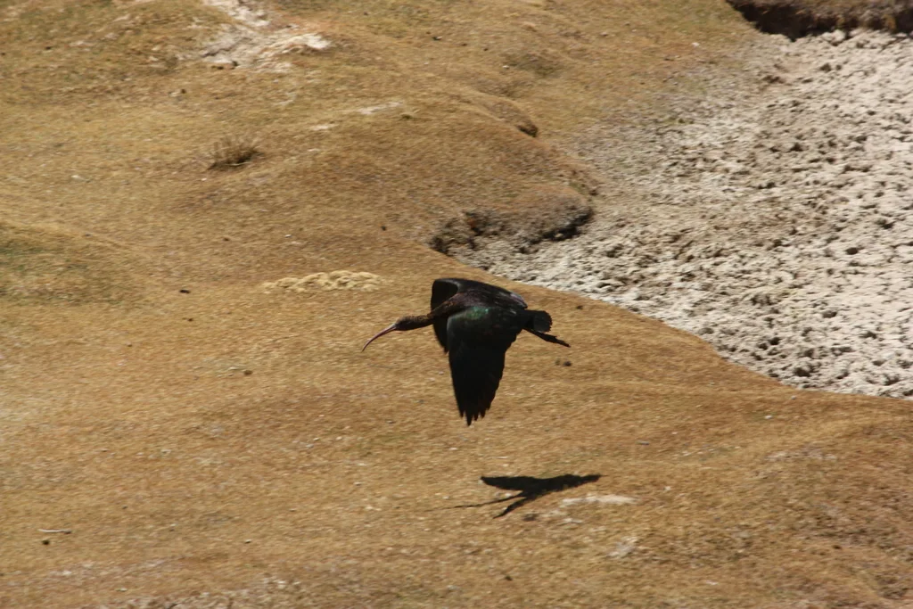 秘鲁彩鹮(Plegadis ridgwayi)