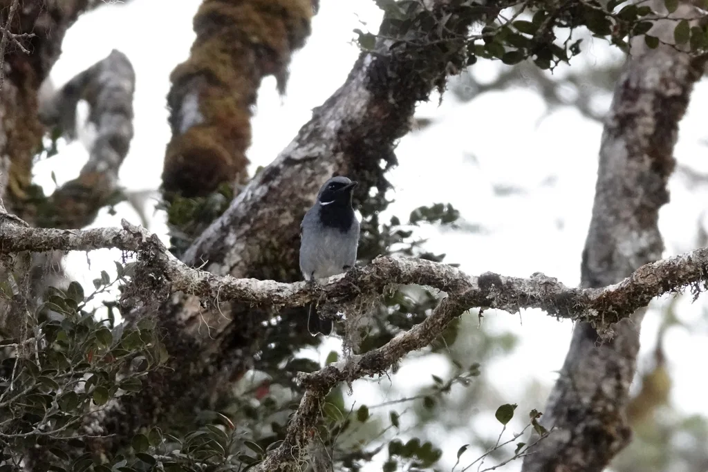 黑喉杂色鹟（Plesiodryas albonotata）