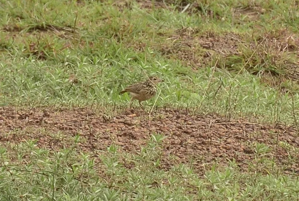 斯里兰卡歌百灵(Plocealauda affinis)