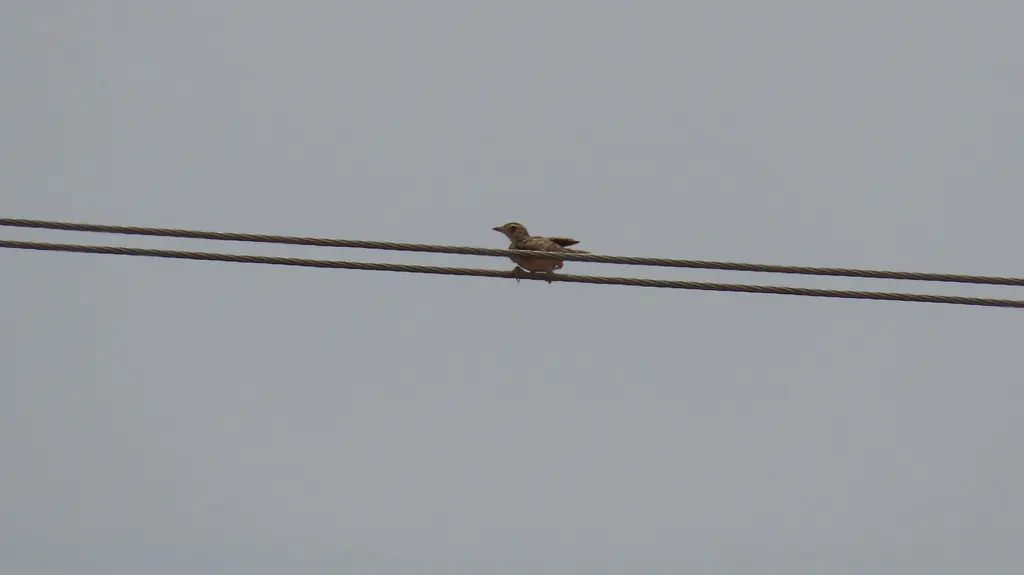 斯里兰卡歌百灵(Plocealauda affinis)