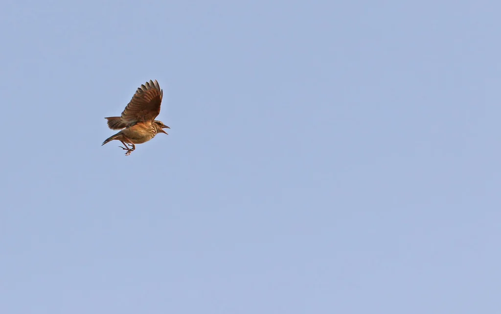 东洋歌百灵(Plocealauda erythrocephala)