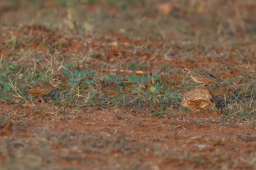 印度歌百灵(Plocealauda erythroptera)