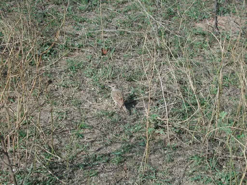 印度歌百灵(Plocealauda erythroptera)