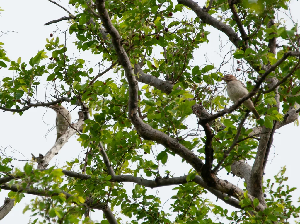 栗顶织雀(Plocepasser superciliosus)