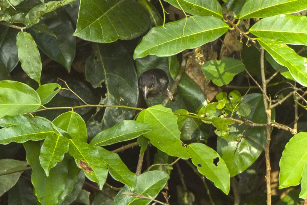 白枕黑织雀(Ploceus albinucha)