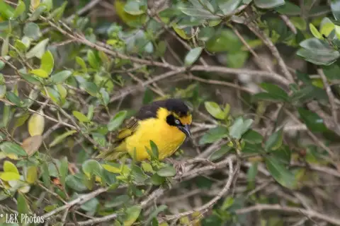 黄腹织雀