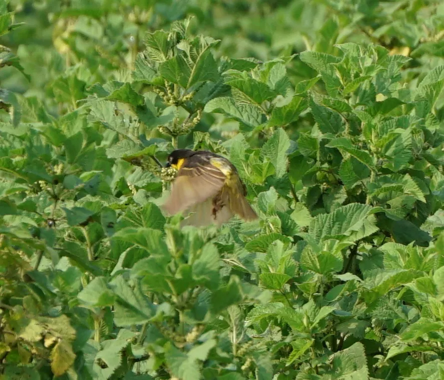 黄腹织雀(Ploceus baglafecht)