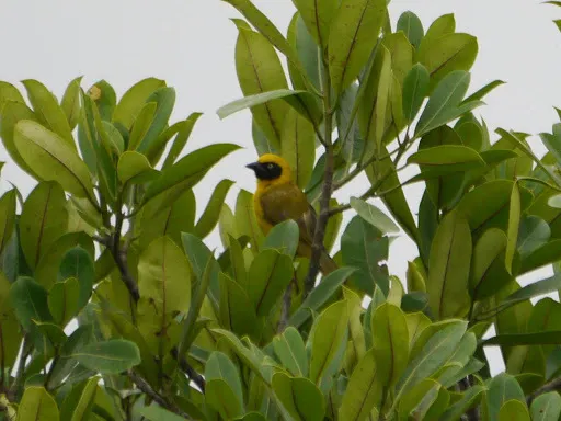 黑脸黄腹织雀(Ploceus bannermani)