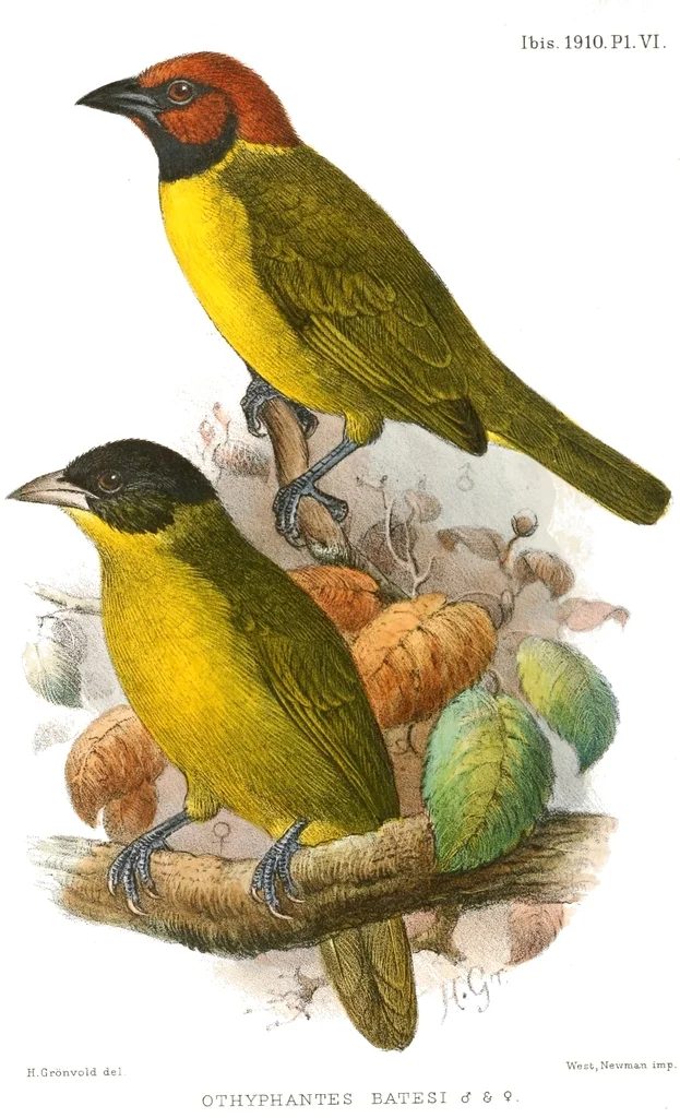 白喉黄腹织雀(Ploceus batesi)