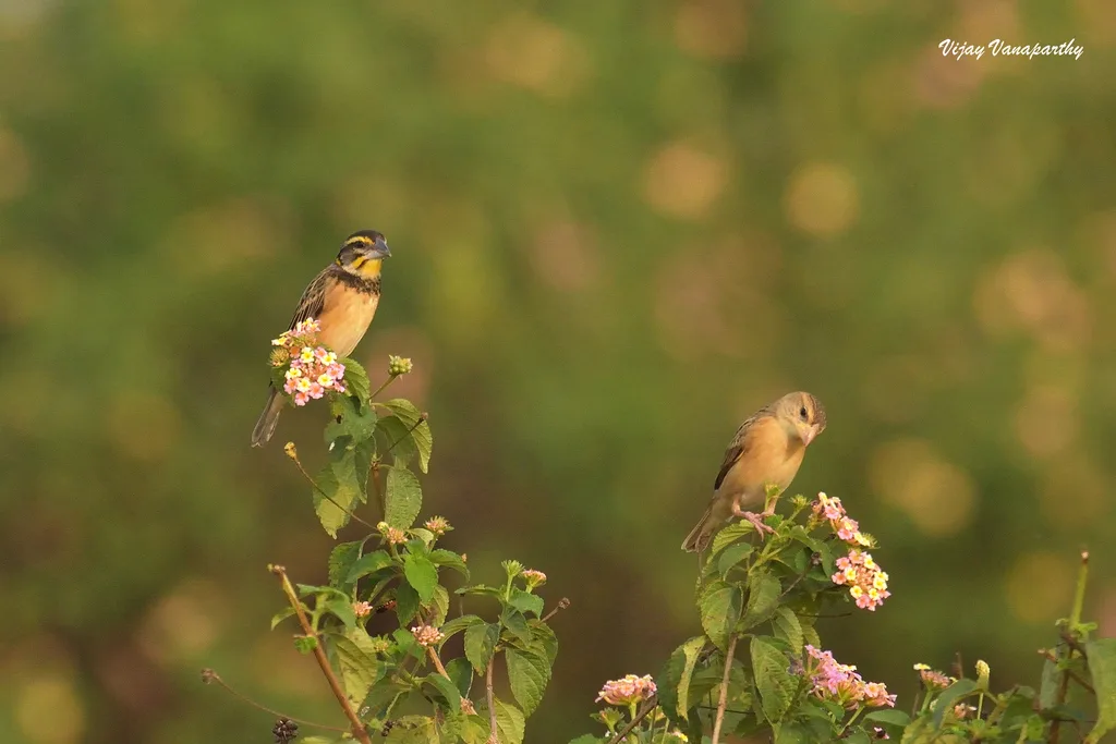 黑胸织雀(Ploceus benghalensis)