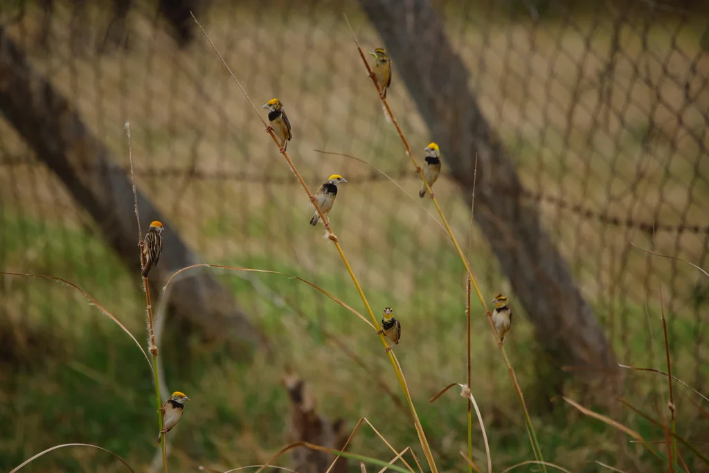 黑胸织雀(Ploceus benghalensis)