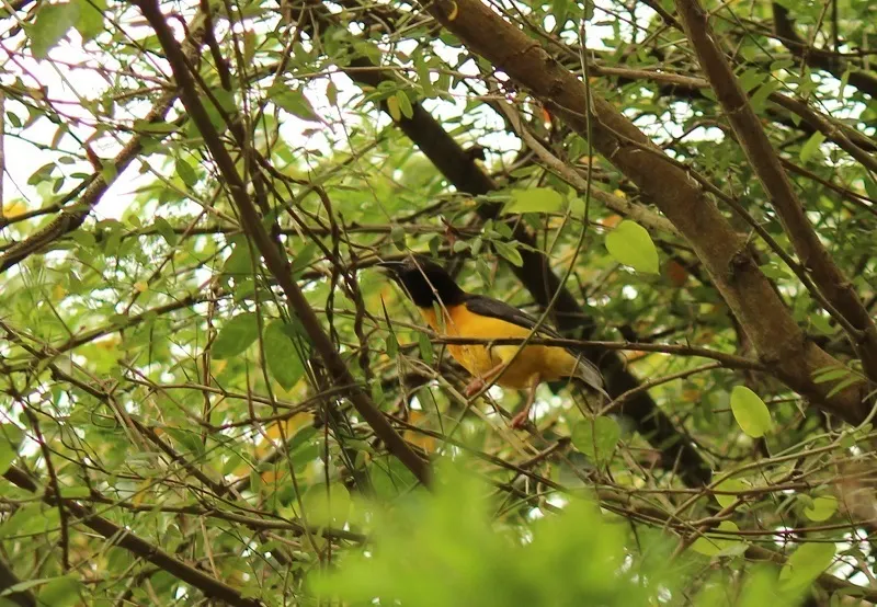 灰背织雀(Ploceus bicolor)
