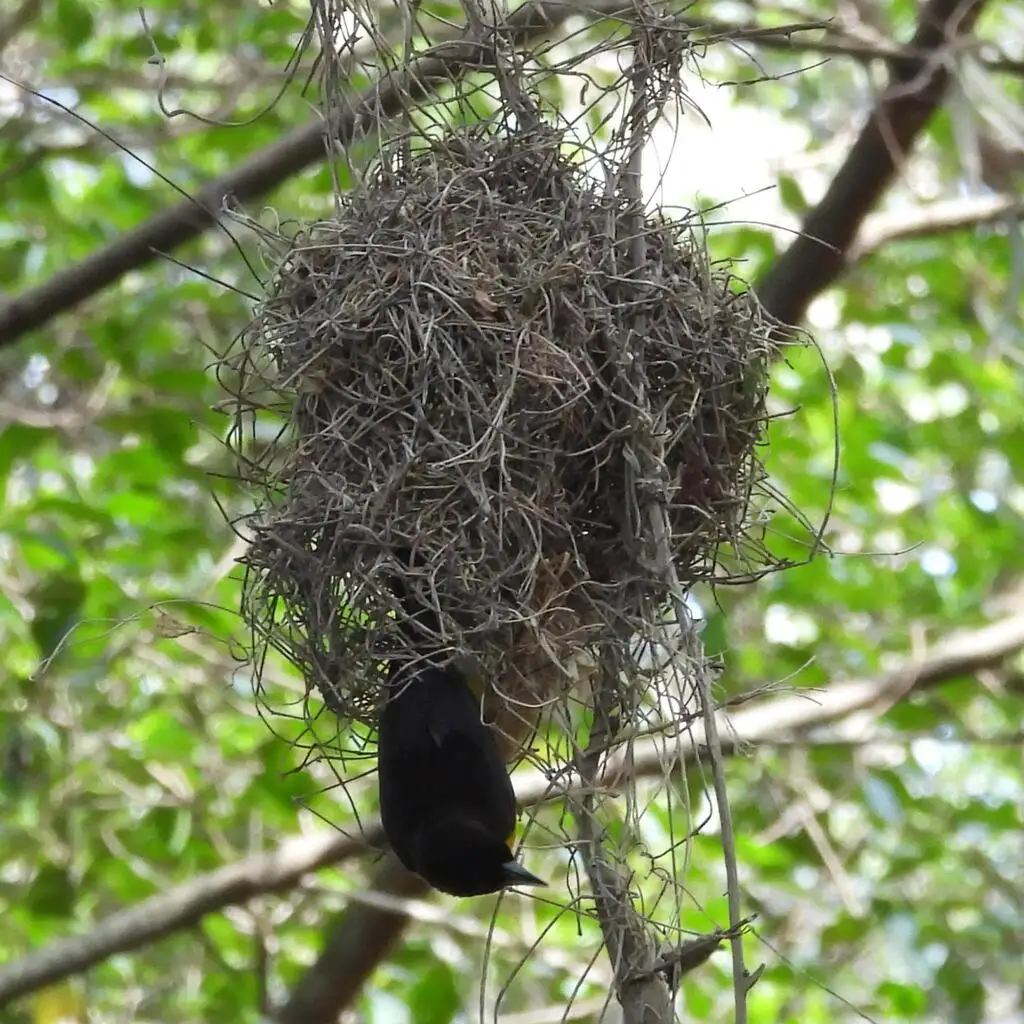 灰背织雀(Ploceus bicolor)