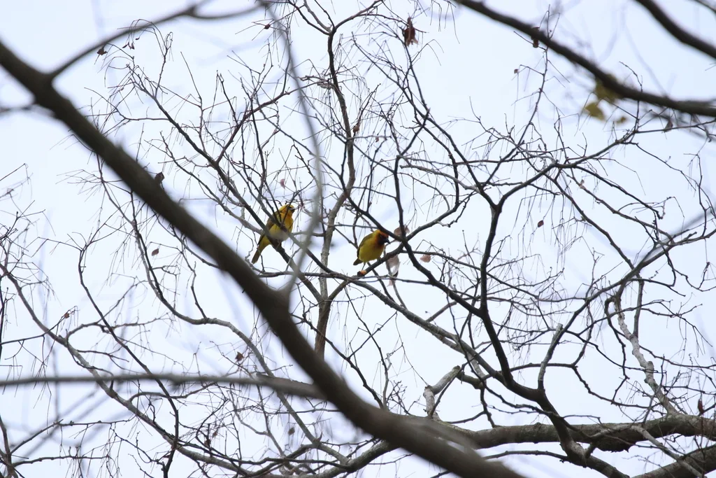 绿枕织雀(Ploceus brachypterus)
