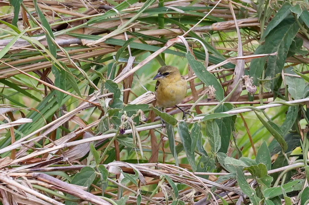 凯隆织雀（Ploceus burnieri）