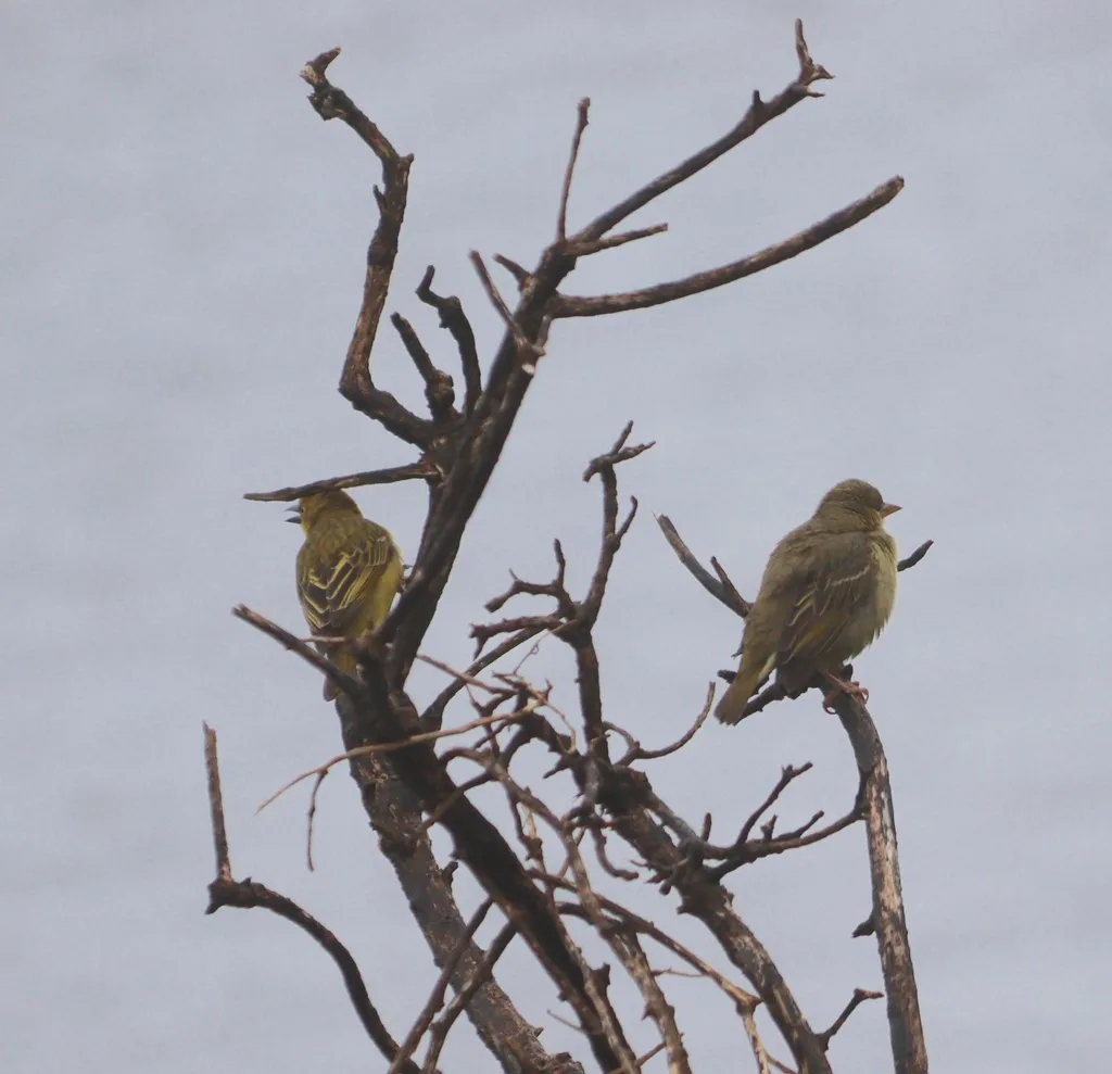 南非织雀(Ploceus capensis)