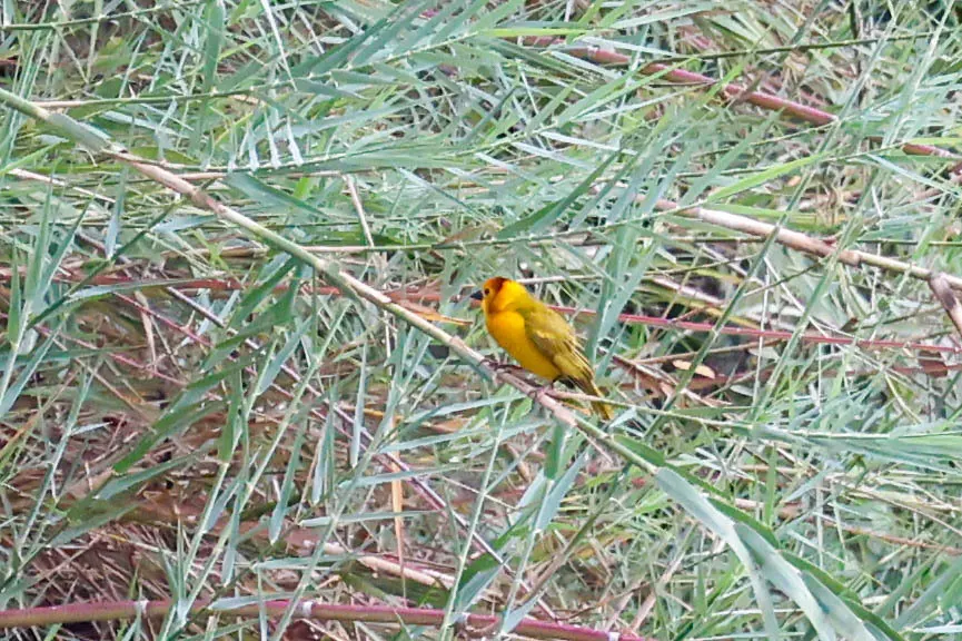 栗头金织雀(Ploceus castaneiceps)